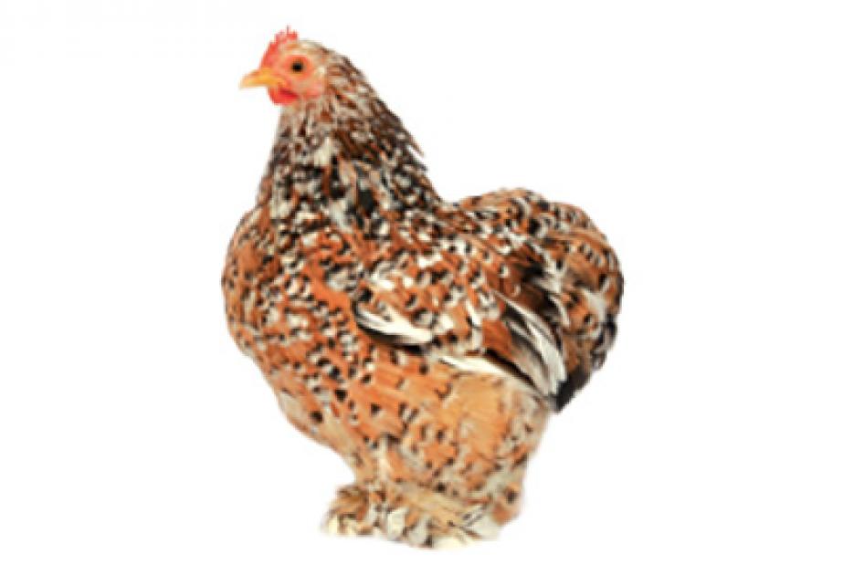 Poule Bantam de la ferme de gally