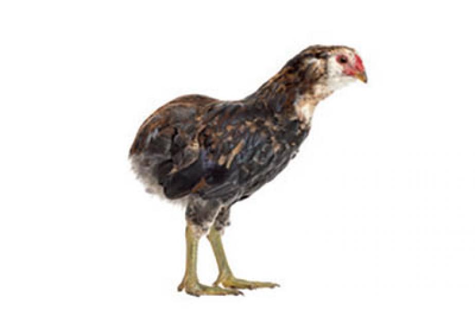 poule ornement collection race araucana ferme de gally