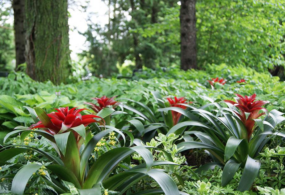 Bromeliacées