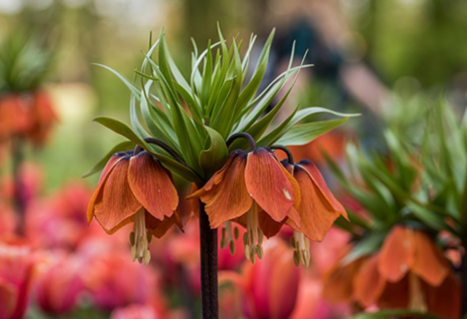 Les bulbes à fleurs, spontanéité et originalité