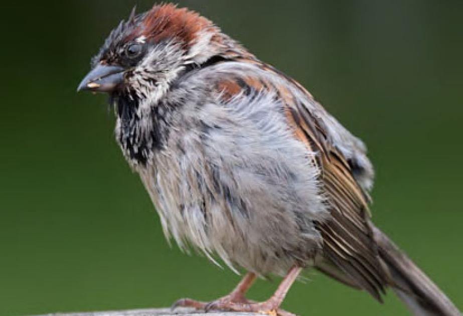 Moineau domestique