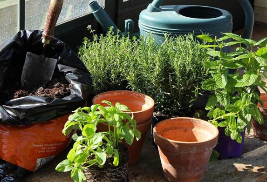 atelier jardinage enfant activité nature centre de loisirs