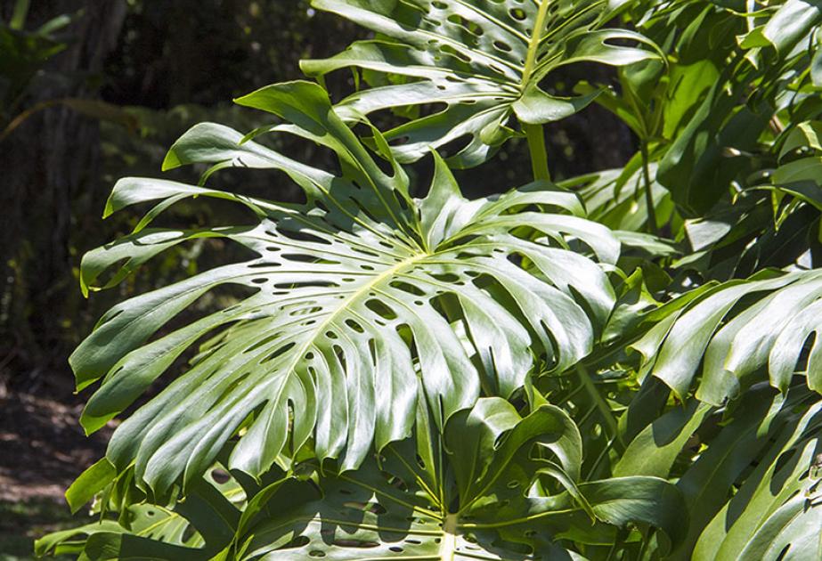 Le Philodendron