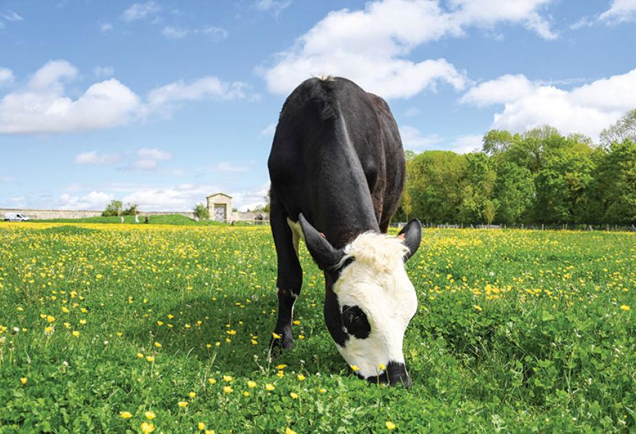 visite de la ferme pour les entreprises