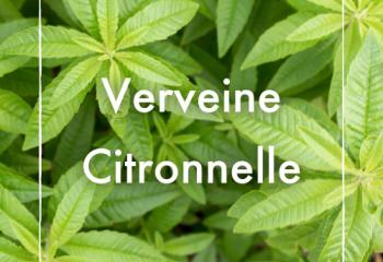 Verveine citronnelle