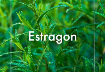 Estragon