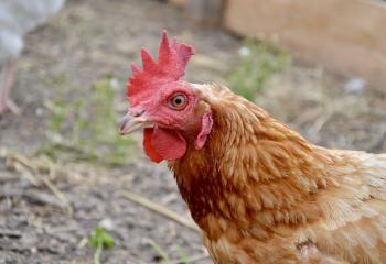 Poules de la ferme pédagogique de saint cyr l'école