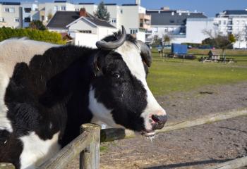 Vaches à la ferme pédagogique de Sartrouville