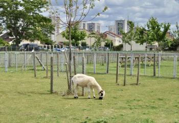 Visite des moutons à la ferme pédagogique de Saint Denis