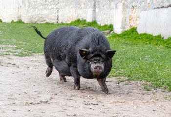 Cochons nains gottingen à la ferme de gally 78