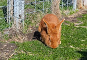 Lapins à la ferme urbaine de gally à saint denis