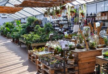 Pantes d'intérieur à la jardinerie de gally