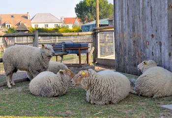 Moutons visite ferme pédagogique Gally Sartrouville