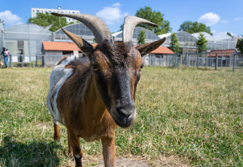 Chèvre de la ferme de Saint Denis en Ile de France