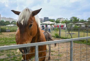 chevaux et anes à la ferme urbaine de saint denis