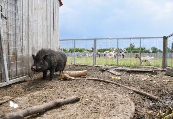 Cochons à la ferme urbaine de gally à saint denis