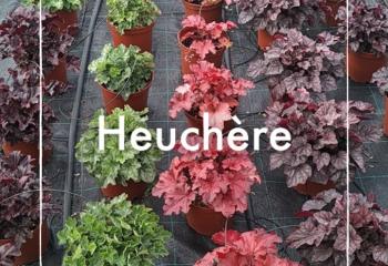 Vente Heuchère