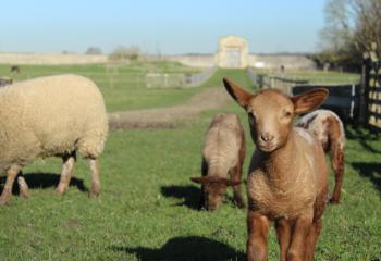 Moutons et agneaux à la ferme pédagogique de Saint Cyr l'école 78