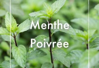 Menthe poivrée