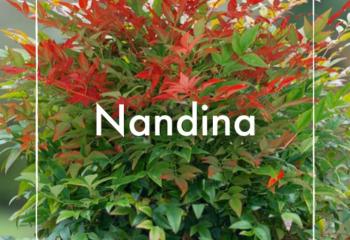 Nandina