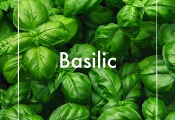 Ocimum basilicum