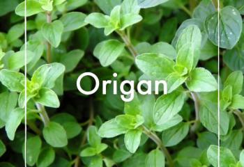 Origan