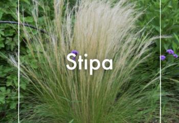 Vente Stipa