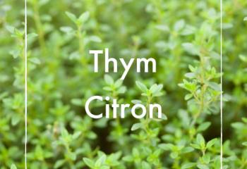 Thym citron