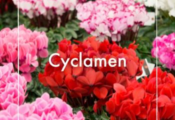 Cyclamen