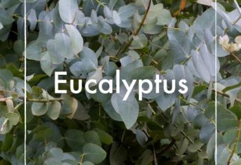 Eucalyptus