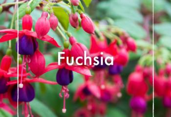 Fuschia