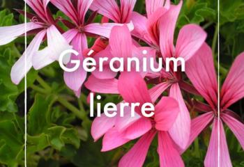 Géranium lierre