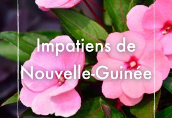 Impatiens de Nouvelle-Guinée