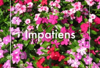 Impatiens