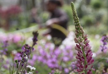 Vente de fleurs et plantes fleuries