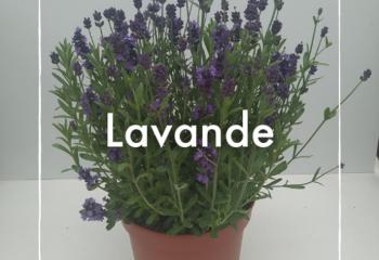 Vente Lavande