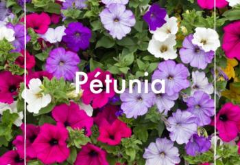 Pétunia