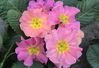 Primevère-rose