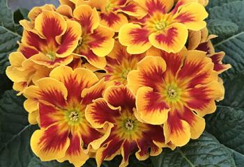 Primevère rouge orange