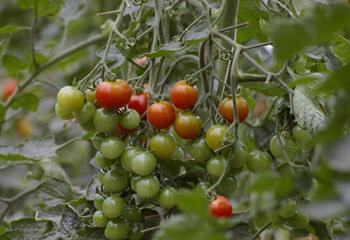 Plant de tomate