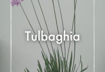 Vente Tulbaghia