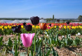 Tulipes à cueillir à la Cueillette de gally à Bailly dans les Yvelines