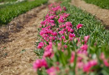 Tulipes à cueillir à la Cueillette de gally à Bailly dans les Yvelines