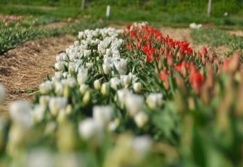 Tulipes à cueillir à la Cueillette de gally à Bailly dans les Yvelines