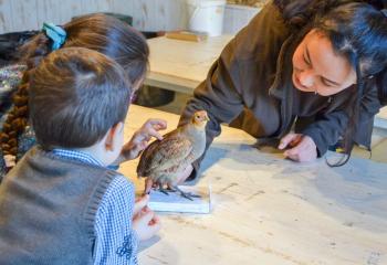 Atelier empreinte d'animaux et oiseaux