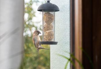 Comment nourrir les moineaux l'hiver