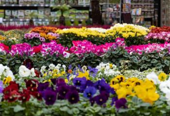 Offre Pépinière jardinerie Gally Saint Cyr L'ecole