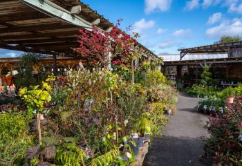 Offre Pépinière jardinerie Gally Saint Cyr L'ecole