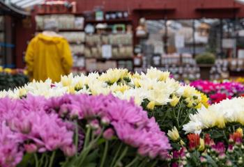 Offre Pépinière jardinerie Gally Saint Cyr L'ecole