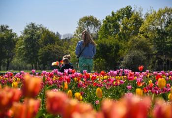 Tulipes à cueillir à la Cueillette de gally à Bailly dans les Yvelines